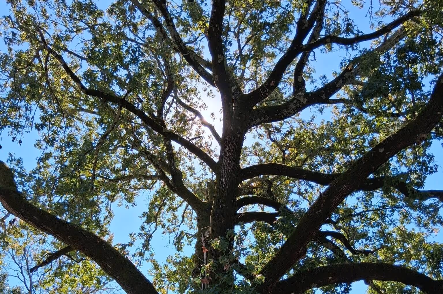Large tree with thick branches and green leaves against a clear blue sky with sunlight filtering through.