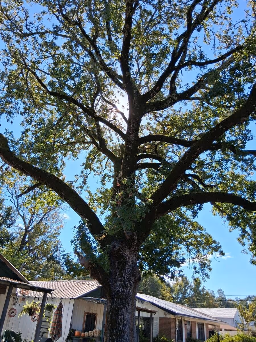 Residential backyard with a winding dry creek bed made of smooth white stones, green grass, rose bushes, and houses under a partly cloudy sky.