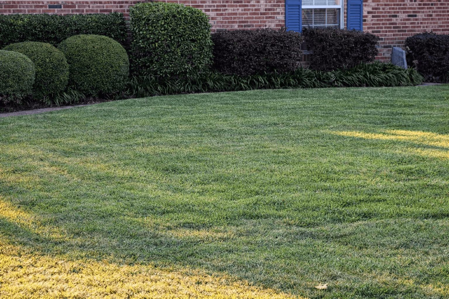 Well-maintained green lawn with neatly trimmed round bushes and a brick house with blue shutters in the background.