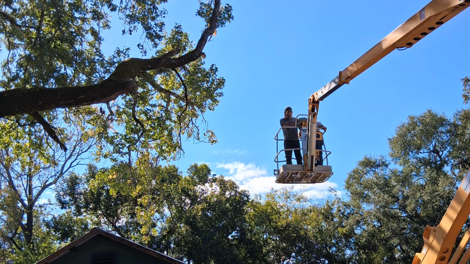 Two workers wearing helmets standing on a raised aerial lift basket near tree branches under a clear blue sky.